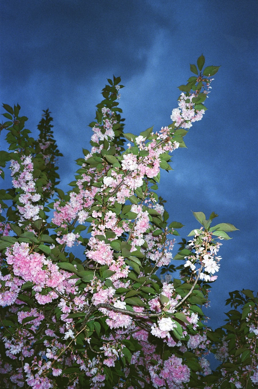 nyc on 35mm - 2024